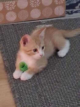 Becca -  Domestic Short Hair Cat for Adoption in Oviedo, Florida - Becca | PetCurious