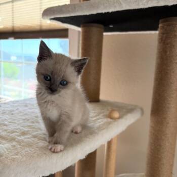 Luna -  Domestic Short Hair Cat for Adoption in Ashland, Oregon - Luna | PetCurious