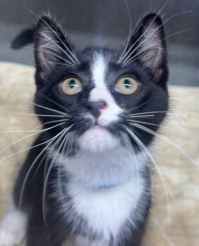 Rescue Domestic Short Hair Cats for Adoption in Mount Vernon, Ohio - Stewart | PetCurious