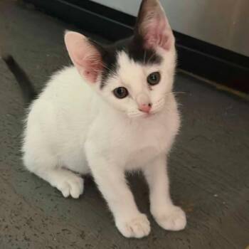 Cookies & Cream -  Domestic Short Hair Cat for Adoption in Magnolia, Texas - Cookies & Cream | PetCurious