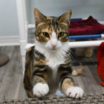Gracie -  Domestic Short Hair Cat for Adoption in Mobile, Alabama - Gracie | PetCurious