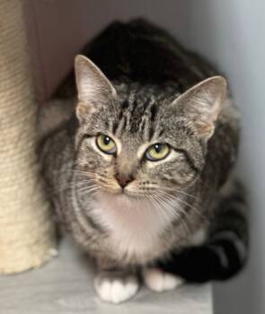 Rescue Domestic Short Hair Cats for Adoption in Waynesville, Missouri - Mabel | PetCurious