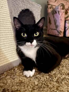 TOPEGI -  Tuxedo Cat for Adoption in Shakespeare, Ontario - TOPEGI | PetCurious