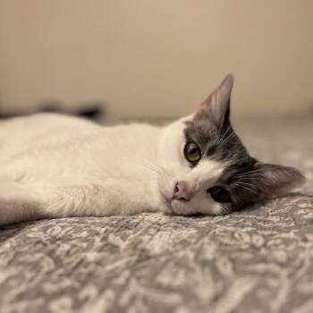 Poshmina -  Domestic Short Hair Cat for Adoption in Brownsboro, Alabama - Poshmina | PetCurious