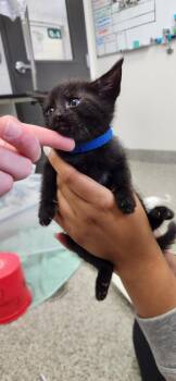 Black Baccara -  American Shorthair Cat for Adoption in Van Wert, Ohio - Black Baccara | PetCurious