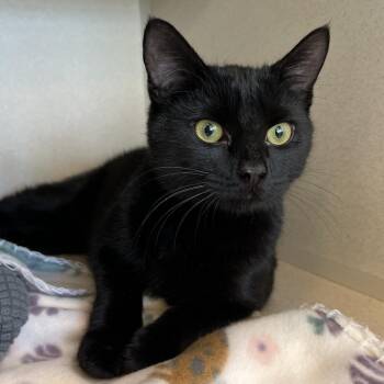 Domestic Short Hair Cats Available for Adoption in Eatontown, New Jersey - Ballerina | PetCurious