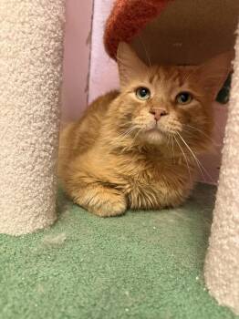 Caspian -  Domestic Long Hair Cat for Adoption in West Mifflin, Pennsylvania - Caspian | PetCurious