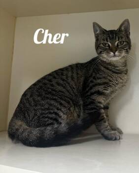 Rescue Domestic Short Hair Cats for Adoption in Manistee, Michigan - Cher | PetCurious