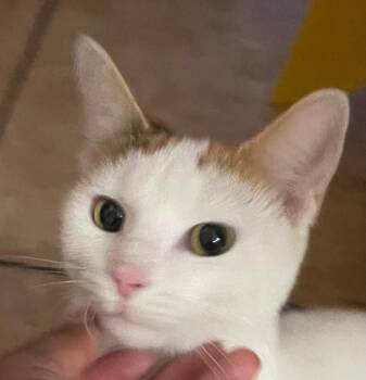 Rupee -  Domestic Short Hair Cat for Adoption in Cincinnati, Ohio - Rupee | PetCurious