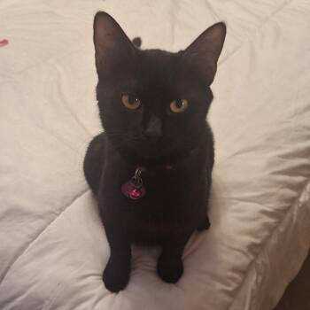 Domestic Short Hair Cats Available for Adoption in Pasco, Washington - Madea | PetCurious