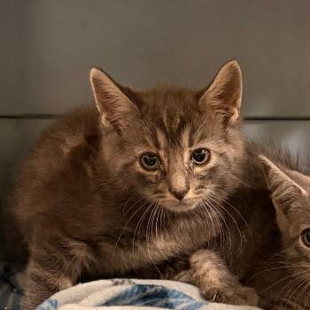 Shoyu -  Domestic Short Hair Cat for Adoption in Lynchburg, Virginia - Shoyu | PetCurious