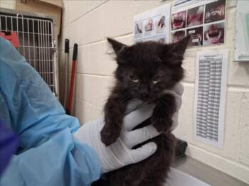 CUPID -  Domestic Short Hair Cat for Adoption in Santa Fe, New Mexico - CUPID | PetCurious
