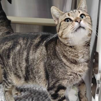 Rescue Domestic Short Hair Cats for Adoption in Decherd, Tennessee - Kiara | PetCurious