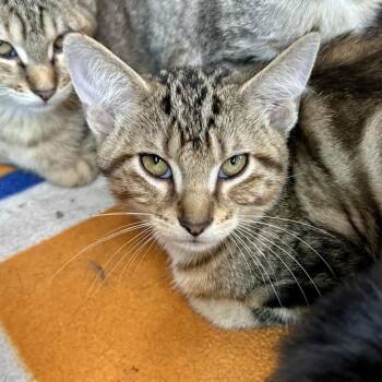 Swordfish -  Domestic Short Hair Cat for Adoption in Matteson, Illinois - Swordfish | PetCurious