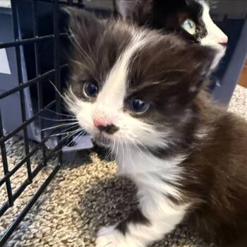 Domestic Medium Hair and Domestic Long Hair Cats Available for Adoption in Kanab, Utah - Alpha | PetCurious