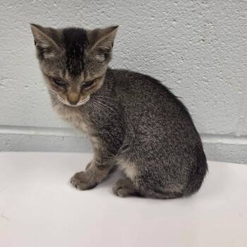 Xaldin -  Domestic Short Hair Cat for Adoption in Chattanooga, Tennessee - Xaldin | PetCurious
