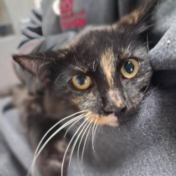 Thistle -  Domestic Long Hair Cat for Adoption in Lufkin, Texas - Thistle | PetCurious