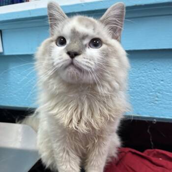 Minx -  Domestic Long Hair Cat for Adoption in Philadelphia, Pennsylvania - Minx | PetCurious