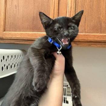 Taste The Rainbow -  Domestic Short Hair Cat for Adoption in Davenport, Iowa - Taste The Rainbow | PetCurious