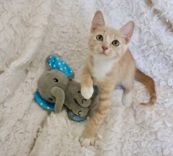 Tabby Cats Available for Adoption in St. Augustine, Florida - Jersey | PetCurious