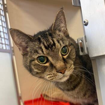 Wubbzy -  Domestic Short Hair Cat for Adoption in Rifle, Colorado - Wubbzy | PetCurious
