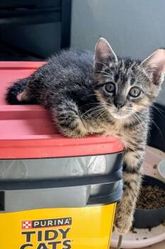 Domestic Short Hair Cats Available for Adoption in San Antonio, Texas - Side Car | PetCurious