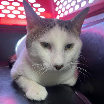 Domestic Short Hair Cats Available for Adoption in Oak Park, Illinois - Mr. Bill | PetCurious