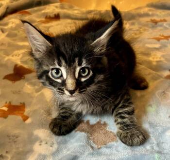 Europa -  Domestic Long Hair and Maine Coon Cat Available for Adoption in Lexington, South Carolina - Europa | PetCurious