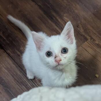 Empty Cartridge -  Domestic Short Hair Cat for Adoption in Valdosta, Georgia - Empty Cartridge | PetCurious