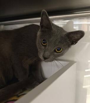 Parlor -  Domestic Short Hair Cat for Adoption in Alafaya, Florida - Parlor | PetCurious