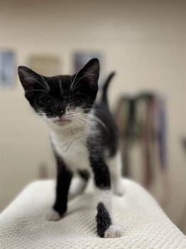 SESAME -  Domestic Short Hair Cat for Adoption in Aliquippa, Pennsylvania - SESAME | PetCurious