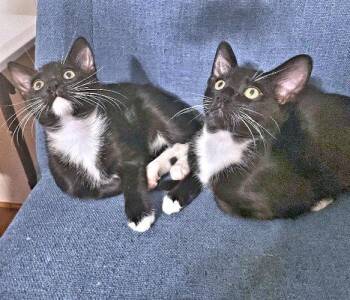 Crow -  Tuxedo Cat for Adoption in Rutherfordton, North Carolina - Crow | PetCurious