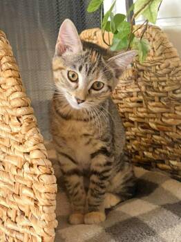 Ophelia -  Torbie and Domestic Short Hair Cat for Adoption in Lombard, Illinois - Ophelia | PetCurious