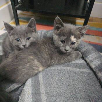 Pebble -  Domestic Short Hair Cat for Adoption in Spokane, Washington - Pebble | PetCurious