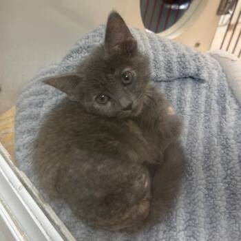 Mimi -  Domestic Short Hair Cat for Adoption in Cheyenne, Wyoming - Mimi | PetCurious