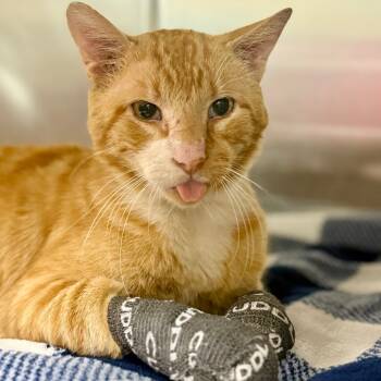 Rescue Domestic Short Hair Cats for Adoption in Pauls Valley, Oklahoma - General | PetCurious