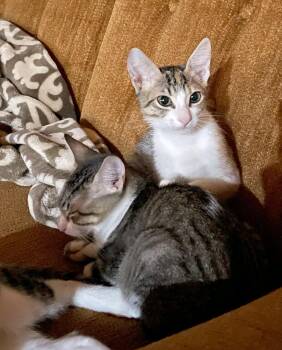 Rescue Domestic Short Hair Cats for Adoption in Boston, Massachusetts - Mo-Mo And Ione | PetCurious