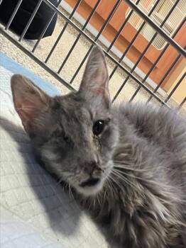 A1922559 -  Domestic Short Hair Cat for Adoption in Thousand Palms, California - A1922559 | PetCurious