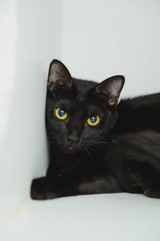 Solstice -  Domestic Short Hair Cat for Adoption in Honolulu, Hawaii - Solstice | PetCurious