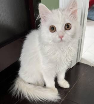 Turkish Angora Cats Available for Adoption in Brampton, Ontario - Barbara | PetCurious