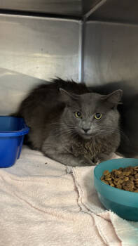 Rescue Domestic Long Hair Cats for Adoption in Ontario, California - Tommy | PetCurious