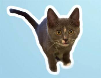 Domestic Short Hair Cats Available for Adoption in Sarasota, Florida - LUNA | PetCurious