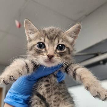 Max -  Domestic Short Hair Cat for Adoption in Greenville, South Carolina - Max | PetCurious
