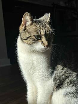 Rescue American Shorthair Cats for Adoption in Charlotte, North Carolina - Mia | PetCurious