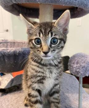 Melman -  Domestic Short Hair Cat for Adoption in Fort Mill, South Carolina - Melman | PetCurious