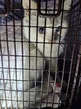 Domestic Short Hair Cats Available for Adoption - AEGON TARGARYEN | PetCurious