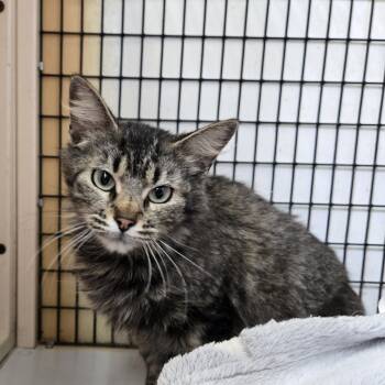 Domestic Long Hair Cats Available for Adoption in Graham, Texas - Karla Fiesta | PetCurious