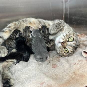Reno -  Domestic Short Hair Cat for Adoption in Madisonville, Tennessee - Reno | PetCurious