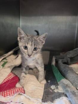 Phoenix -  Domestic Short Hair Cat for Adoption in Cleveland, Tennessee - Phoenix | PetCurious