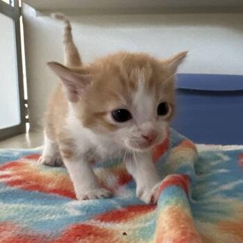 Crush -  Domestic Short Hair Cat for Adoption in Durango, Colorado - Crush | PetCurious